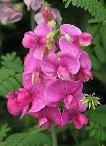 60 Mixed Colors SWEET PEA ROYAL Family Mix Lathyrus Odoratus Flower Vine Seeds