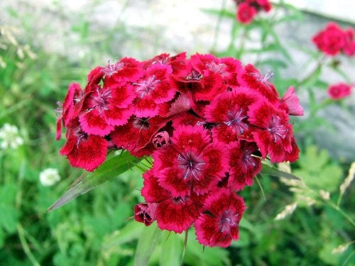 500 MIXED Colors SWEET WILLIAM Dianthus Barbatus Color Mix Red White Pink Bicolor Flower Seeds