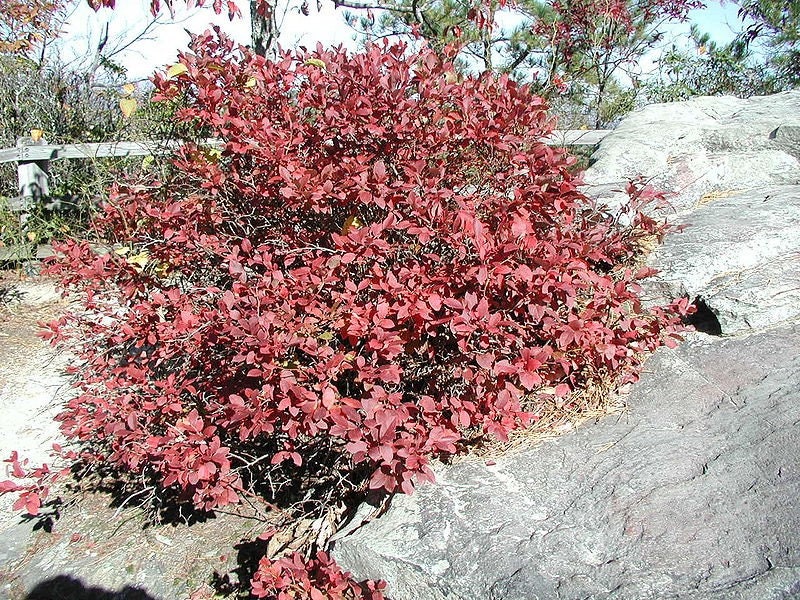 50 Northern HIGHBUSH BLUEBERRY BUSH Vaccinium Fruit Shrub Blue Berry White Flower Seeds