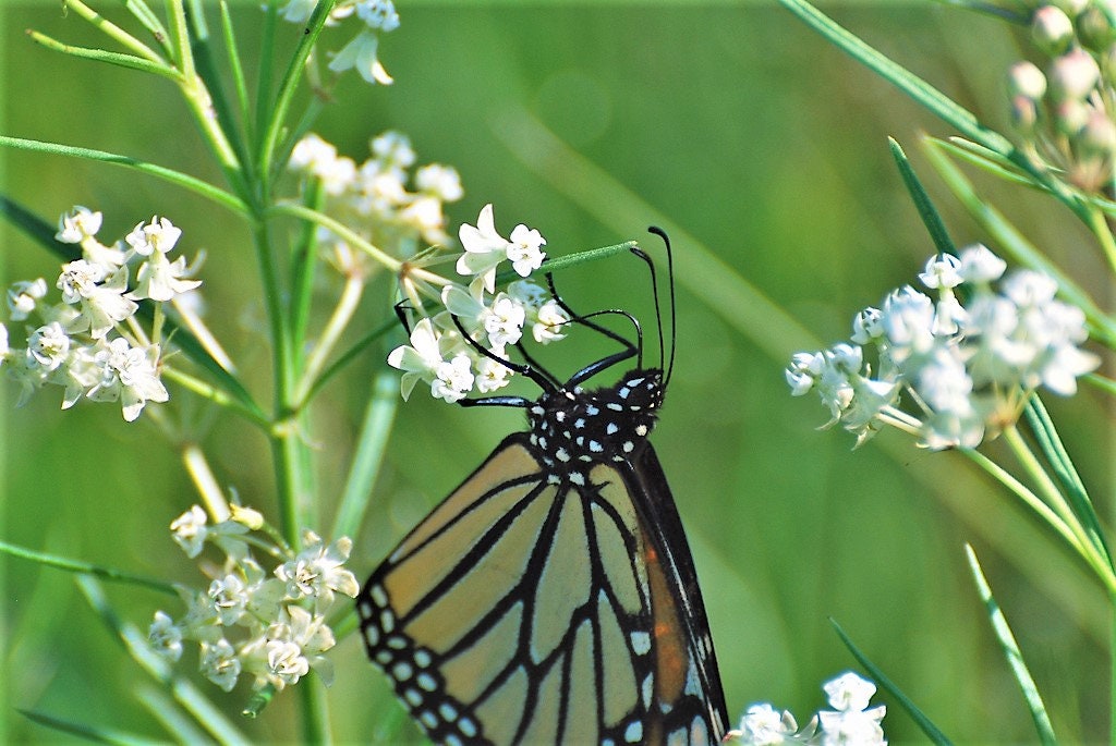 20 WHITE WORLED (Horesetail) MILKWEED Asclepias Verticillata Flower Seeds