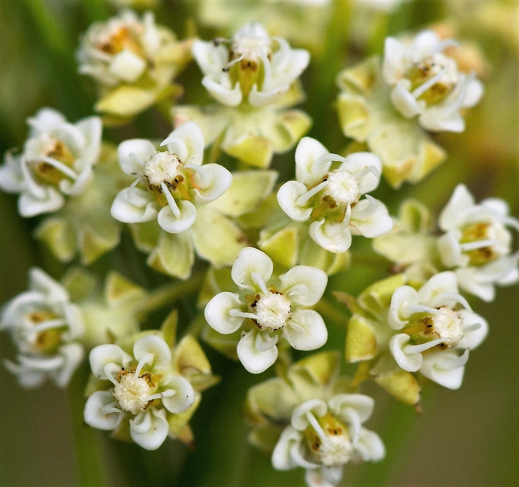 20 WHITE WORLED (Horesetail) MILKWEED Asclepias Verticillata Flower Seeds