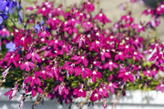 200 Red CRIMSON FOUNTAIN LOBELIA Erinus Trailing Flower Seeds