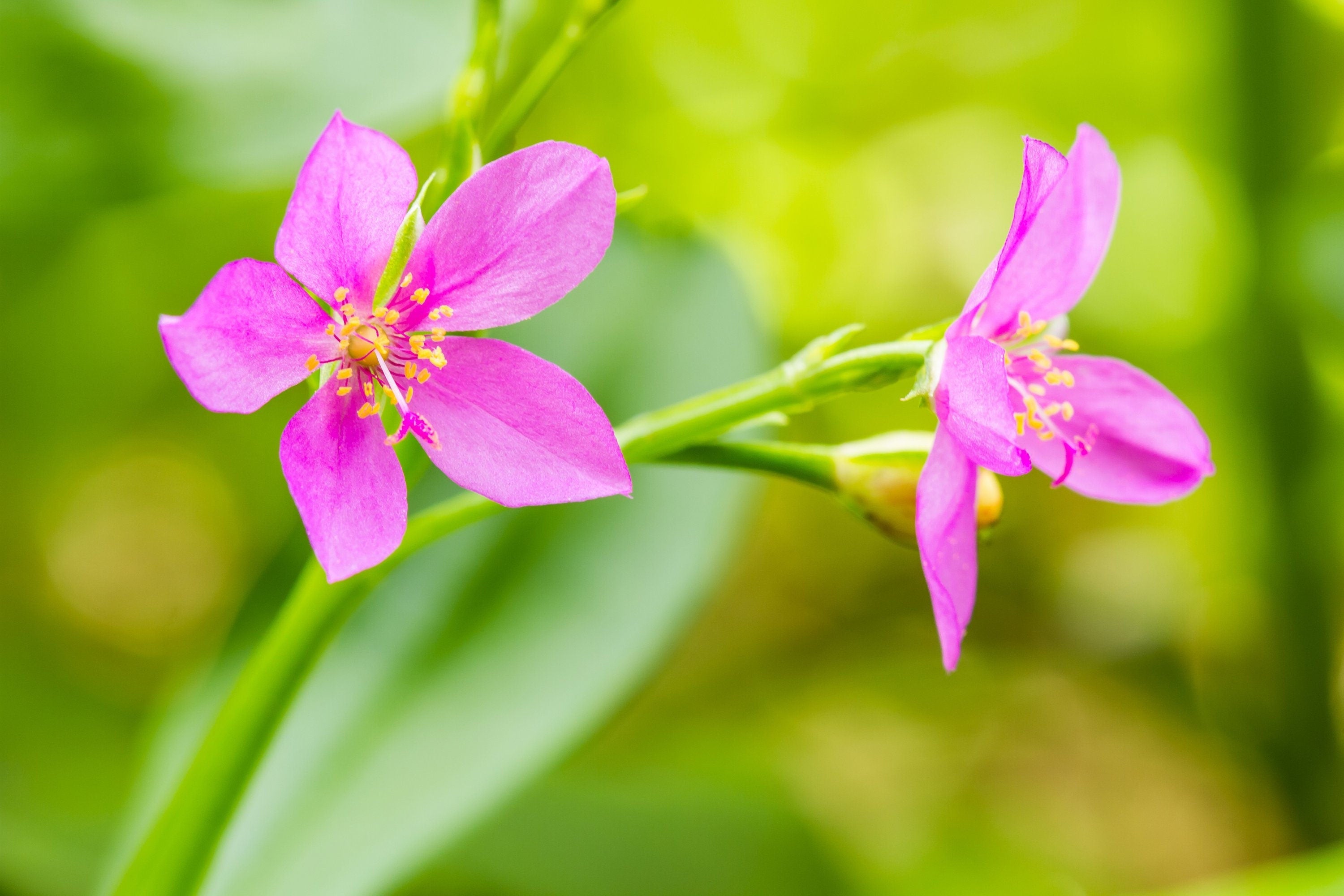 150 FAME FLOWER Jewels of Opar Talinum Paniculatum Portulaca Patens Fameflower Vegetable Leaf Seeds