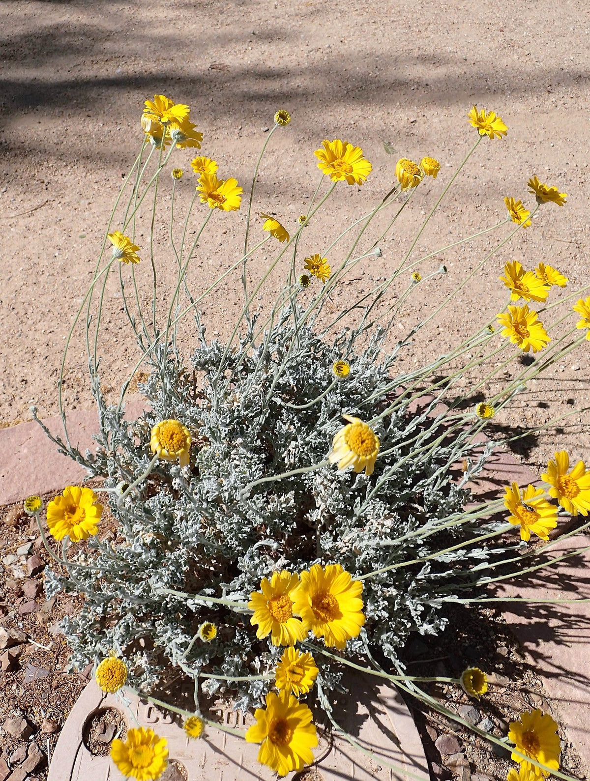 500 Yellow DESERT MARIGOLD Baileya Multiradiata Showy Drought Paper Daisy Flower Herb Seeds