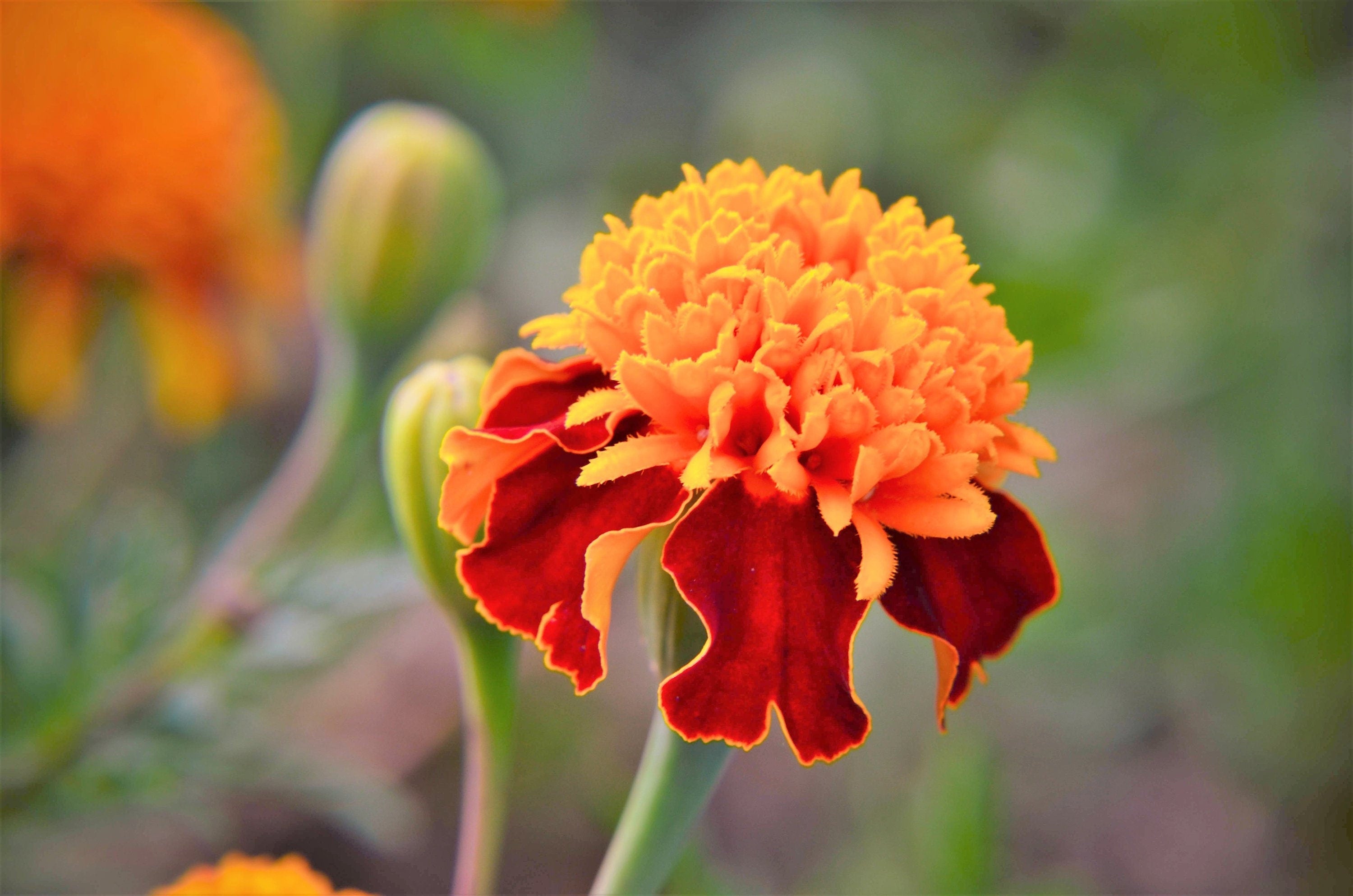 250 DWARF DOUBLE MARIGOLD ' Orange Flame ' Tagetes Patula French Red Flower Seeds
