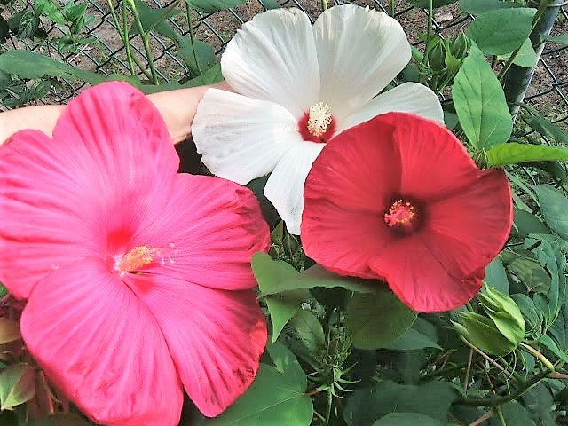 25 MIXED LUNA HIBISCUS Moscheutos Hardy Mixed Colors - Red, Hot Pink, Pink & White Swirl, and White Flower Seeds