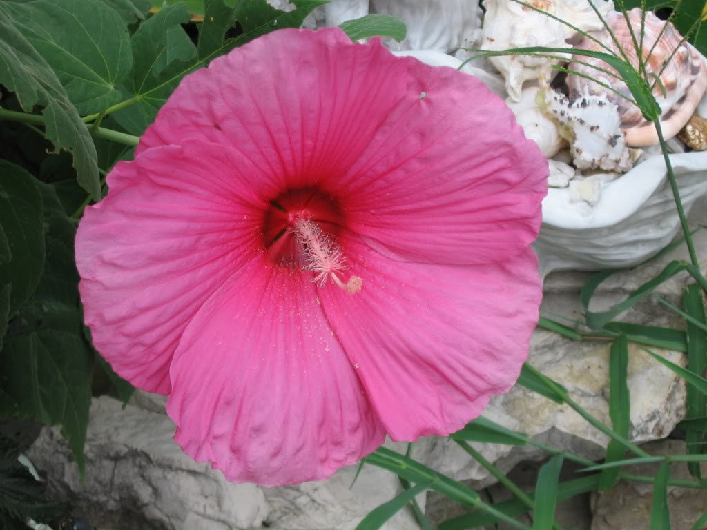 25 MIXED LUNA HIBISCUS Moscheutos Hardy Mixed Colors - Red, Hot Pink, Pink & White Swirl, and White Flower Seeds