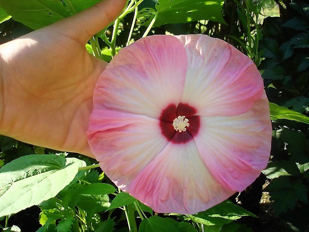25 MIXED LUNA HIBISCUS Moscheutos Hardy Mixed Colors - Red, Hot Pink, Pink & White Swirl, and White Flower Seeds
