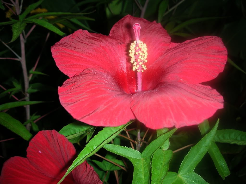 25 MIXED LUNA HIBISCUS Moscheutos Hardy Mixed Colors - Red, Hot Pink, Pink & White Swirl, and White Flower Seeds