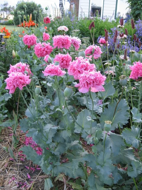 250 Organic PEONY POPPY MIX Papaver Paeoniflorum Mixed Colors Red, White, Pink, Black, Purple, Salmon, Bronze, Lilac, & Bicolor Flower Seeds