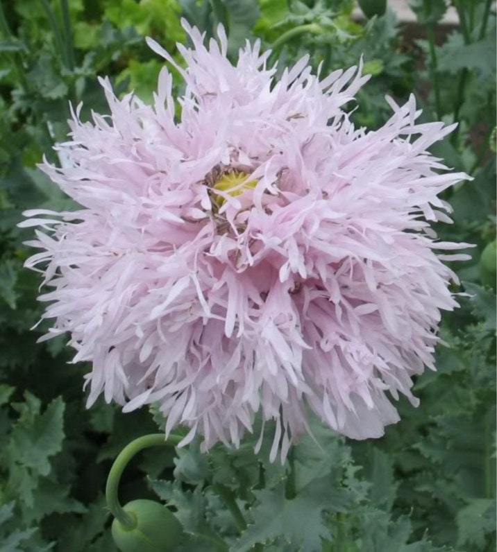 250 Organic PEONY POPPY MIX Papaver Paeoniflorum Mixed Colors Red, White, Pink, Black, Purple, Salmon, Bronze, Lilac, & Bicolor Flower Seeds