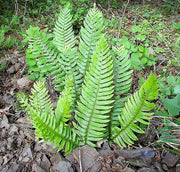 1500 Western SWORD FERN Giant Holly Swordfern Polystichum Munitum Aspidium Solitarium Spores Seeds