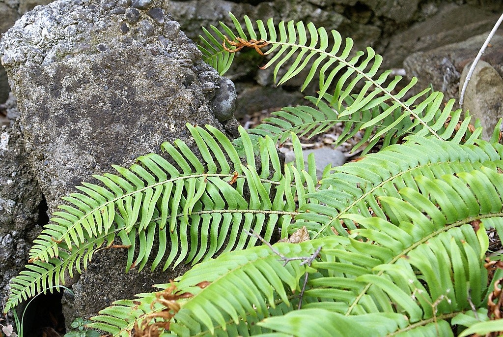 1500 Western SWORD FERN Giant Holly Swordfern Polystichum Munitum Aspidium Solitarium Spores Seeds