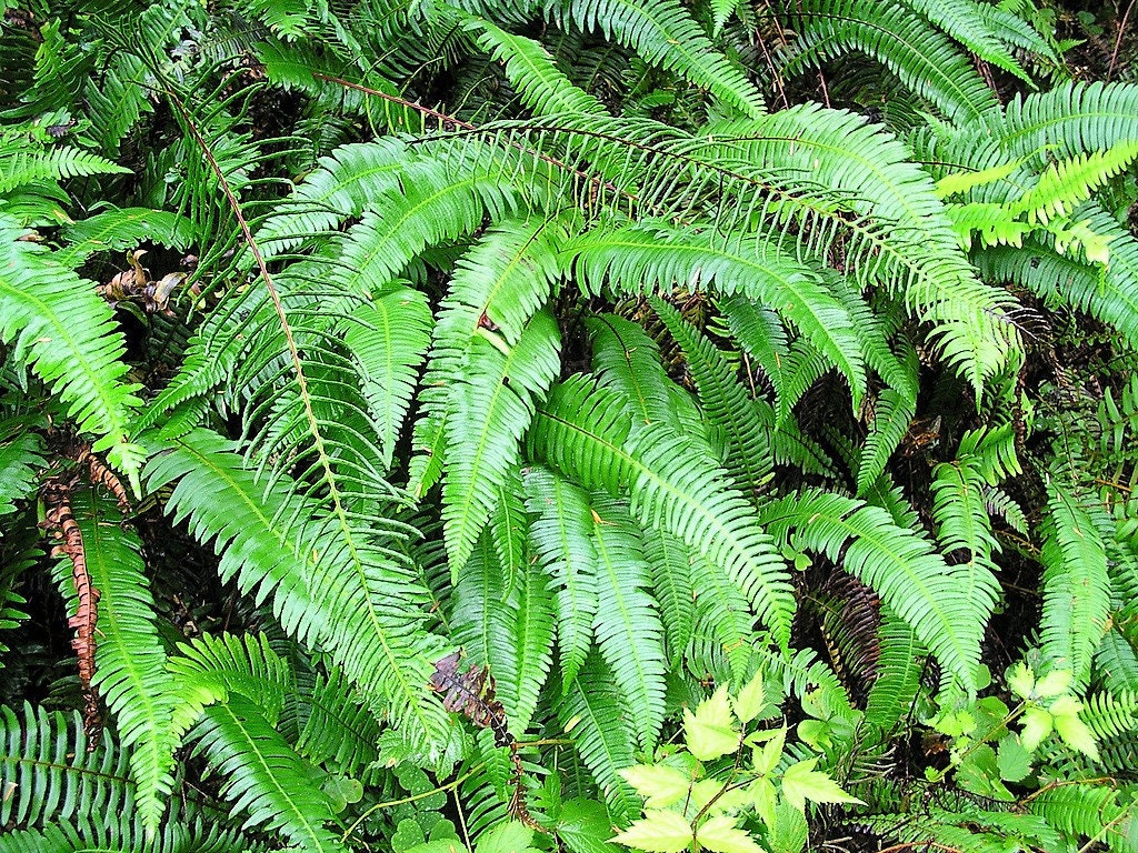 1500 Western SWORD FERN Giant Holly Swordfern Polystichum Munitum Aspidium Solitarium Spores Seeds