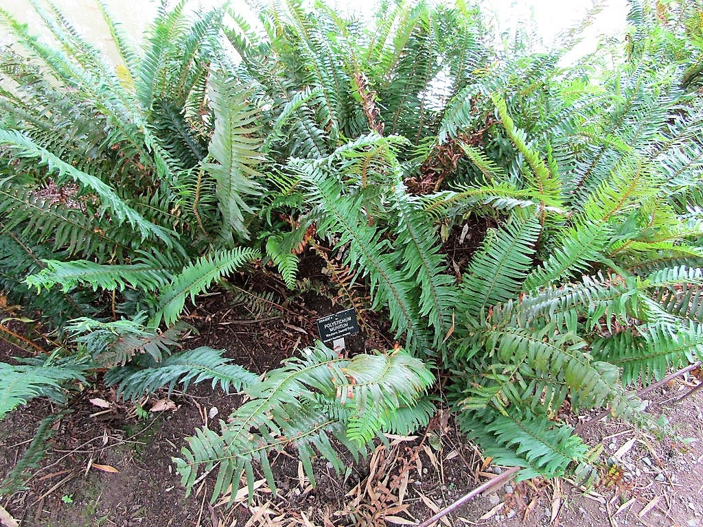 1500 Western SWORD FERN Giant Holly Swordfern Polystichum Munitum Aspidium Solitarium Spores Seeds