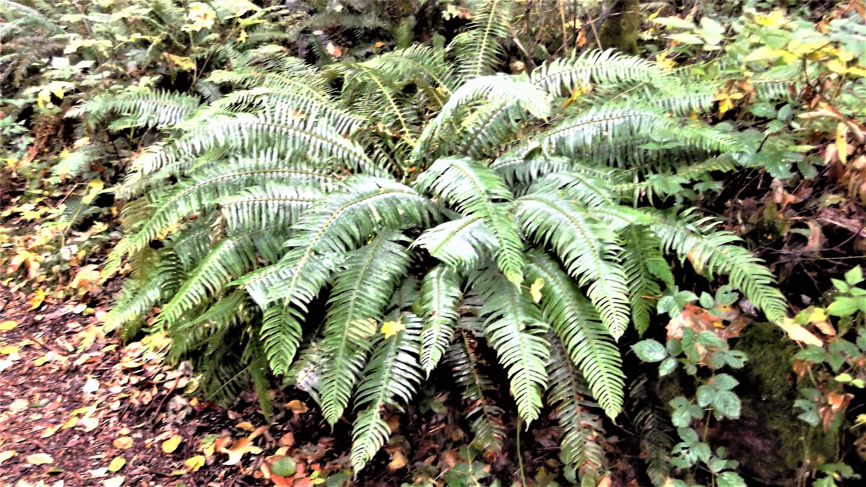 1500 Western SWORD FERN Giant Holly Swordfern Polystichum Munitum Aspidium Solitarium Spores Seeds