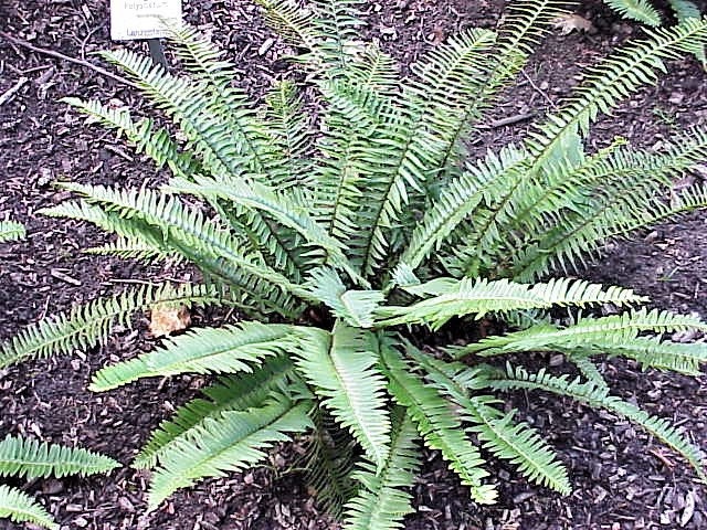 1500 Western SWORD FERN Giant Holly Swordfern Polystichum Munitum Aspidium Solitarium Spores Seeds