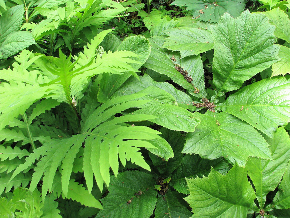 1000 + SENSITIVE FERN Onoclea Sensibilis aka Bead or Sympathy Fern Spores Seeds