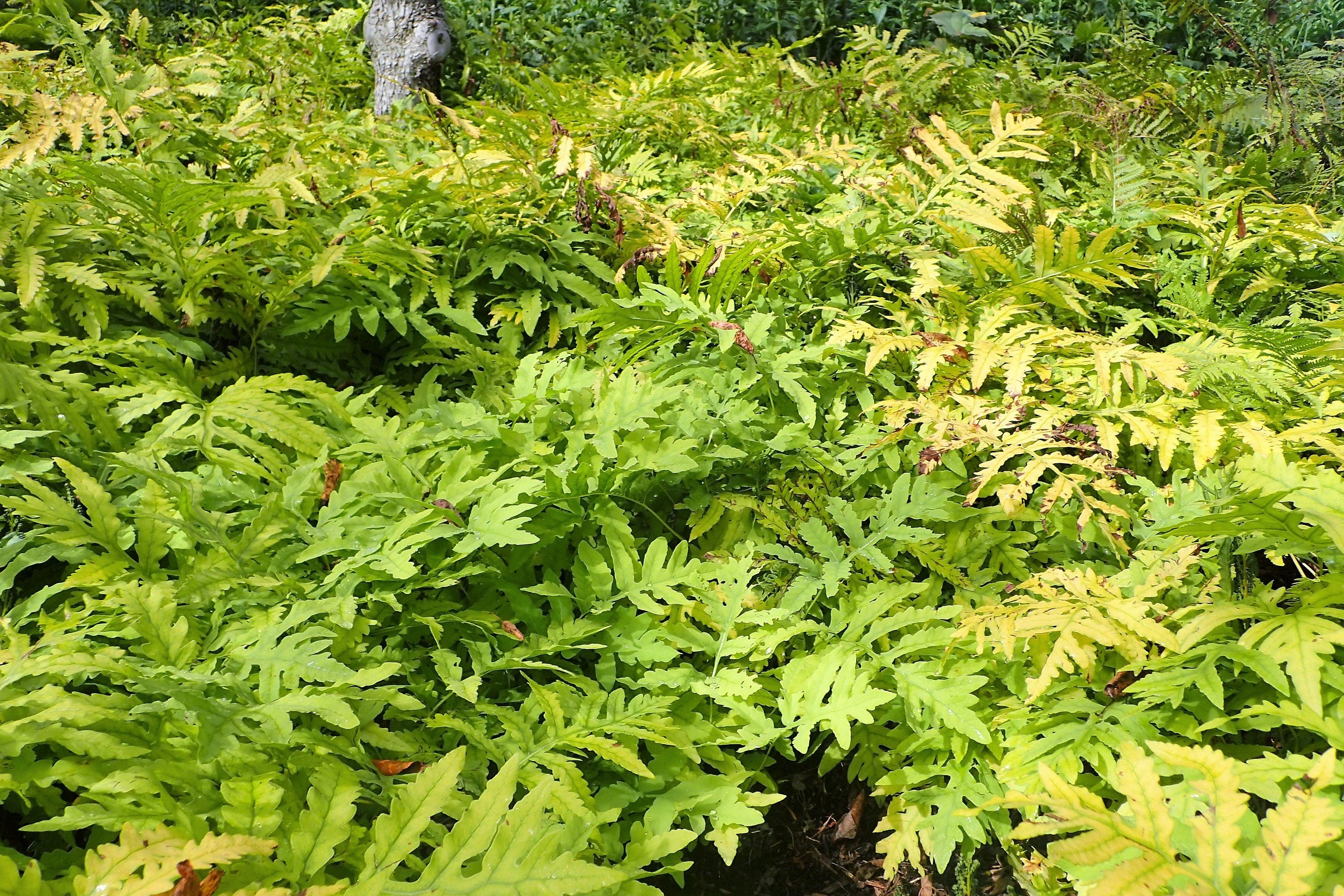 1000 + SENSITIVE FERN Onoclea Sensibilis aka Bead or Sympathy Fern Spores Seeds
