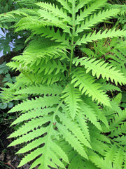 1000 + SENSITIVE FERN Onoclea Sensibilis aka Bead or Sympathy Fern Spores Seeds