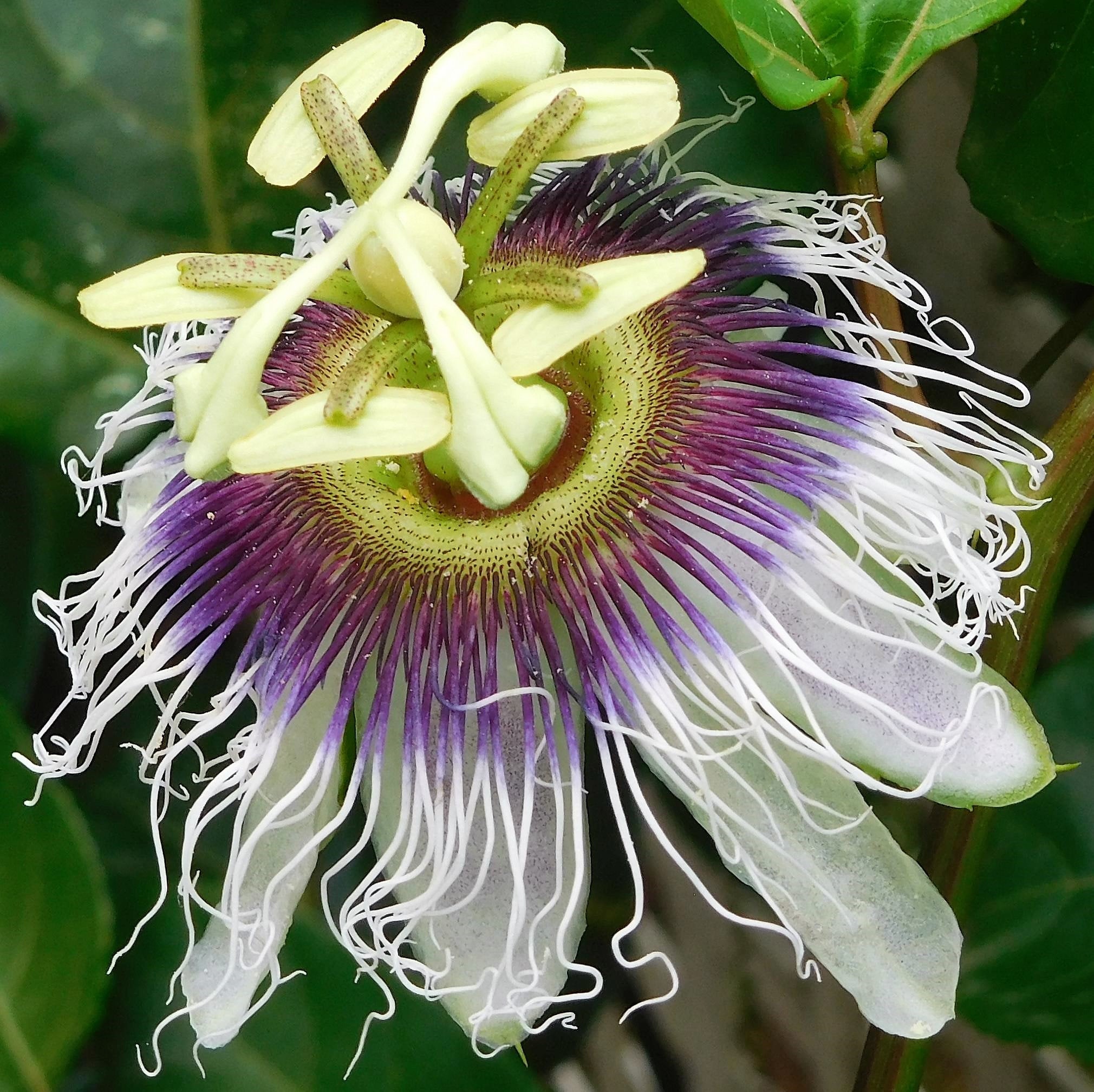 10 YELLOW PASSION FRUIT Vine Passiflora Edulis Flavicarpa Golden Passionfruit Purple & White Flower Seeds
