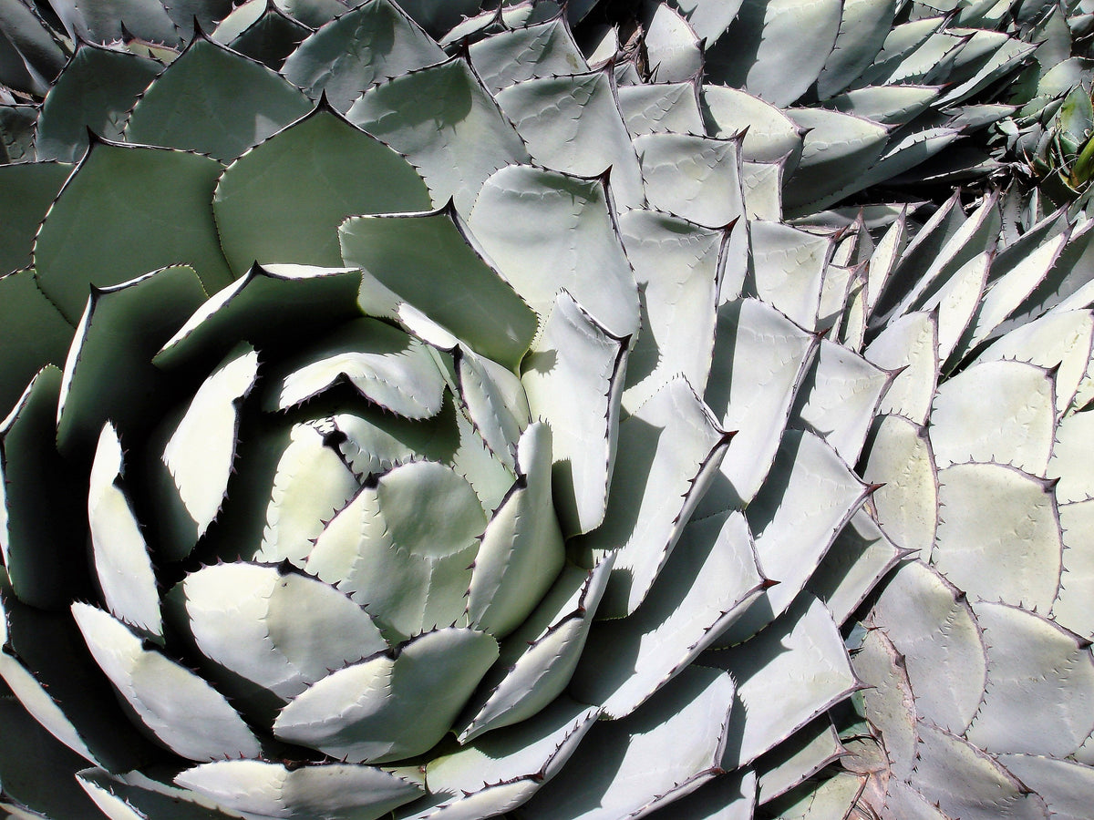 5  ARTICHOKE AGAVE Parry's Huachuca Agave Parryi Huachucensis Century Plant Succulent Cactus Seeds