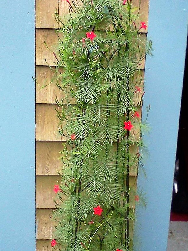 50 CYPRESS VINE MIX Ipomoea Quamoclit Convolvulus Hummingbird Star Morning Glory Cardinal Creeper Flower Seeds - Mixed Colors Red Pink White