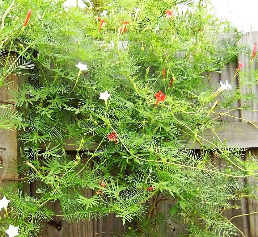 50 CYPRESS VINE MIX Ipomoea Quamoclit Convolvulus Hummingbird Star Morning Glory Cardinal Creeper Flower Seeds - Mixed Colors Red Pink White