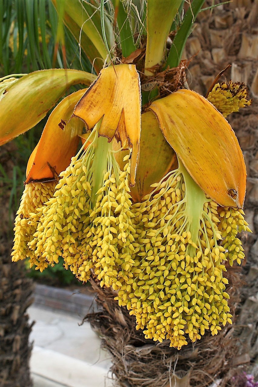 10 PYGMY DATE PALM Phoenix Roebelenii Dwarf Miniature Ornamental Fruit Tree Houseplant Seeds