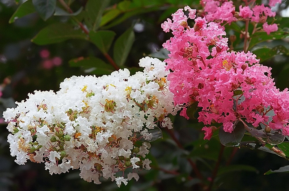 50 MIXED CREPE MYRTLE Lagerstroemia Indica Tree Shrub Crape  6 Color Mix - Red, Purple, Light Pink, Dark Pink, White, & Lilac Flower Seeds