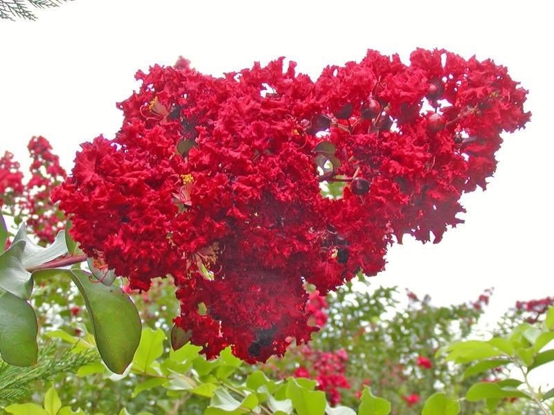1000 Bulk CREPE MYRTLE Mixed Colors Lagerstroemia Indica Mix Tree Shrub Flower Seeds - Red, Purple, Light Pink, Dark Pink, White, & Lilac