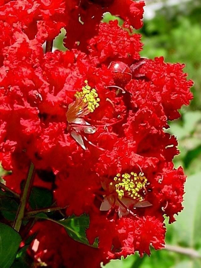 50 MIXED CREPE MYRTLE Lagerstroemia Indica Tree Shrub Crape  6 Color Mix - Red, Purple, Light Pink, Dark Pink, White, & Lilac Flower Seeds