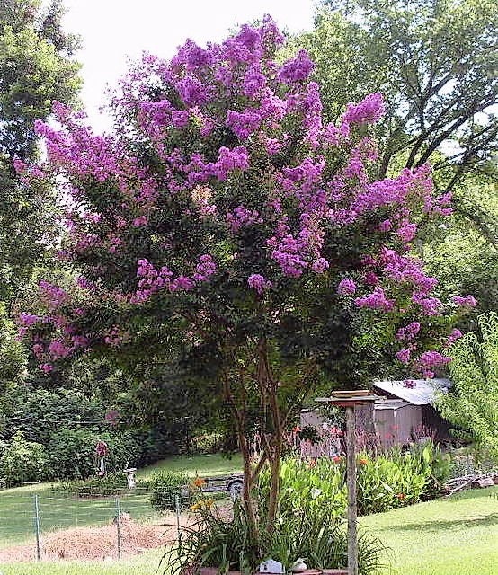 50 MIXED CREPE MYRTLE Lagerstroemia Indica Tree Shrub Crape  6 Color Mix - Red, Purple, Light Pink, Dark Pink, White, & Lilac Flower Seeds