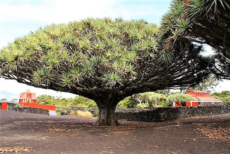 10 DRAGON TREE Dracaena Draco Canary Island Drago Blood Asparagus Yucca Evergreen Succulent Houseplant Orange Berry White Flower Seeds