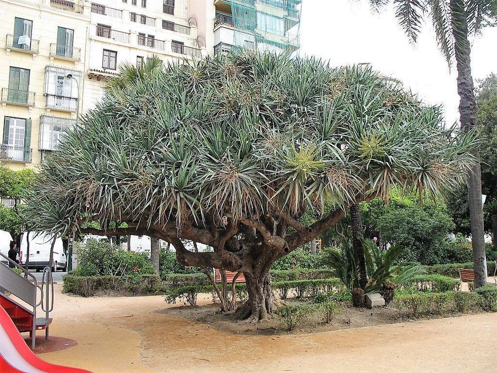 10 DRAGON TREE Dracaena Draco Canary Island Drago Blood Asparagus Yucca Evergreen Succulent Houseplant Orange Berry White Flower Seeds