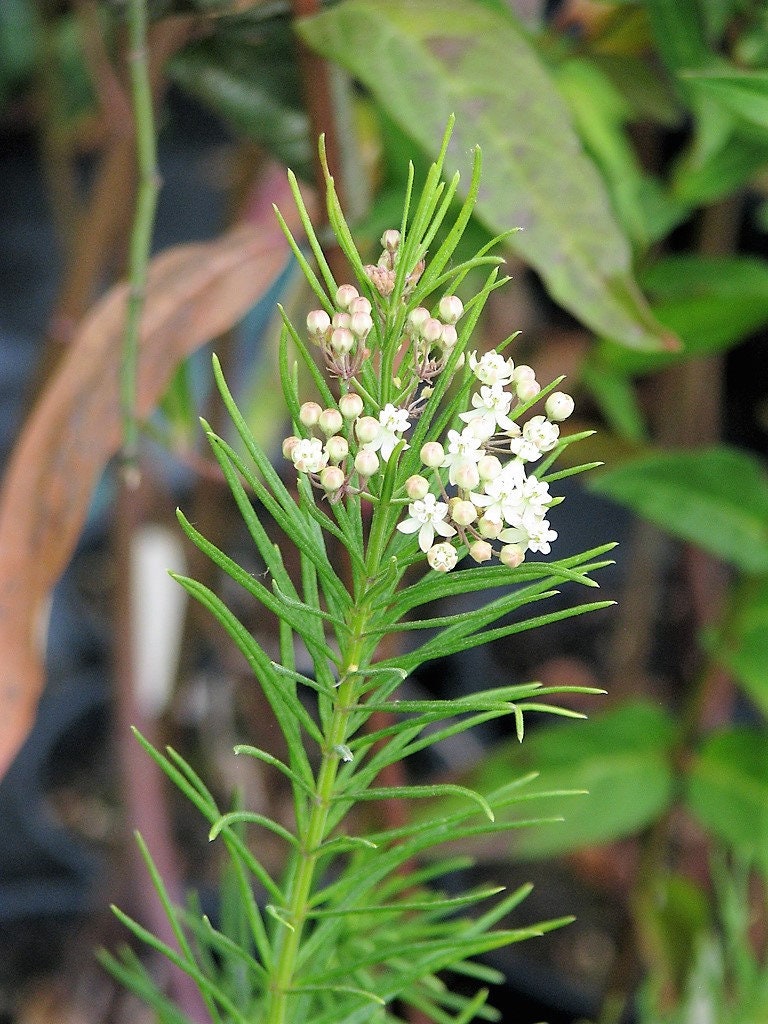20 WHITE WORLED (Horesetail) MILKWEED Asclepias Verticillata Flower Seeds