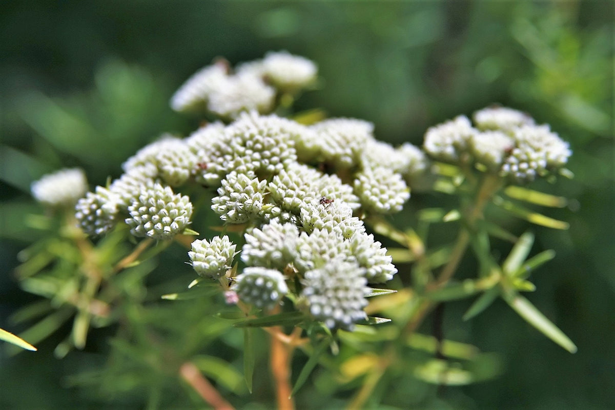 20 WHITE WORLED (Horesetail) MILKWEED Asclepias Verticillata Flower Seeds