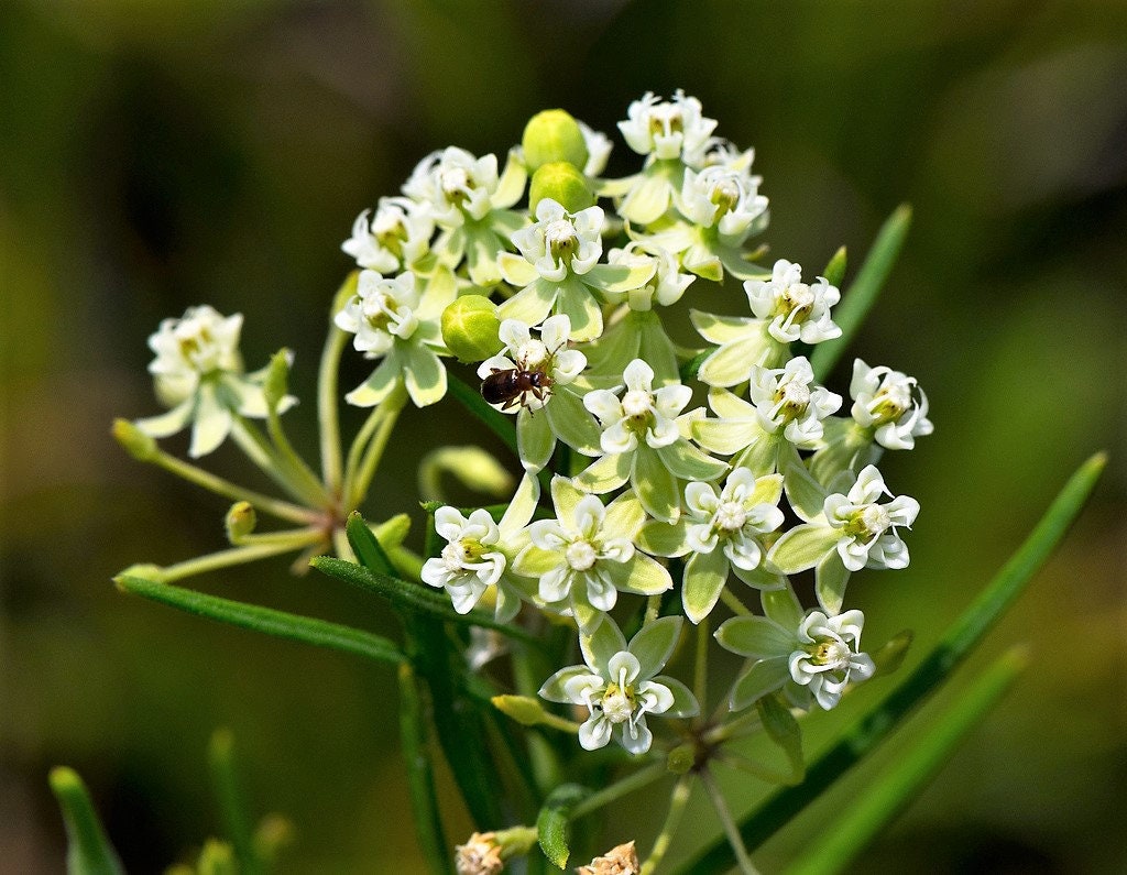 20 WHITE WORLED (Horesetail) MILKWEED Asclepias Verticillata Flower Seeds