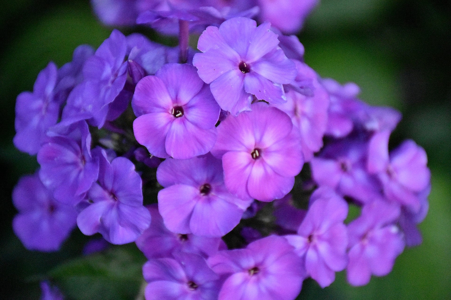 250 Dwarf BEAUTY BLUE PHLOX Drummondii Nana Compacta Fragrant Violet Blue Flower Seeds