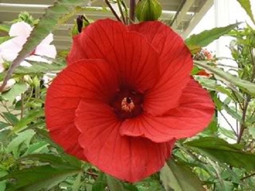 25 MIXED LUNA HIBISCUS Moscheutos Hardy Mixed Colors - Red, Hot Pink, Pink & White Swirl, and White Flower Seeds
