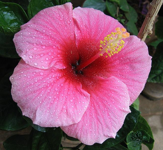 25 MIXED LUNA HIBISCUS Moscheutos Hardy Mixed Colors - Red, Hot Pink, Pink & White Swirl, and White Flower Seeds