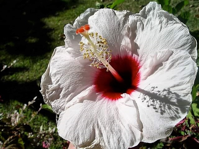 25 MIXED LUNA HIBISCUS Moscheutos Hardy Mixed Colors - Red, Hot Pink, Pink & White Swirl, and White Flower Seeds