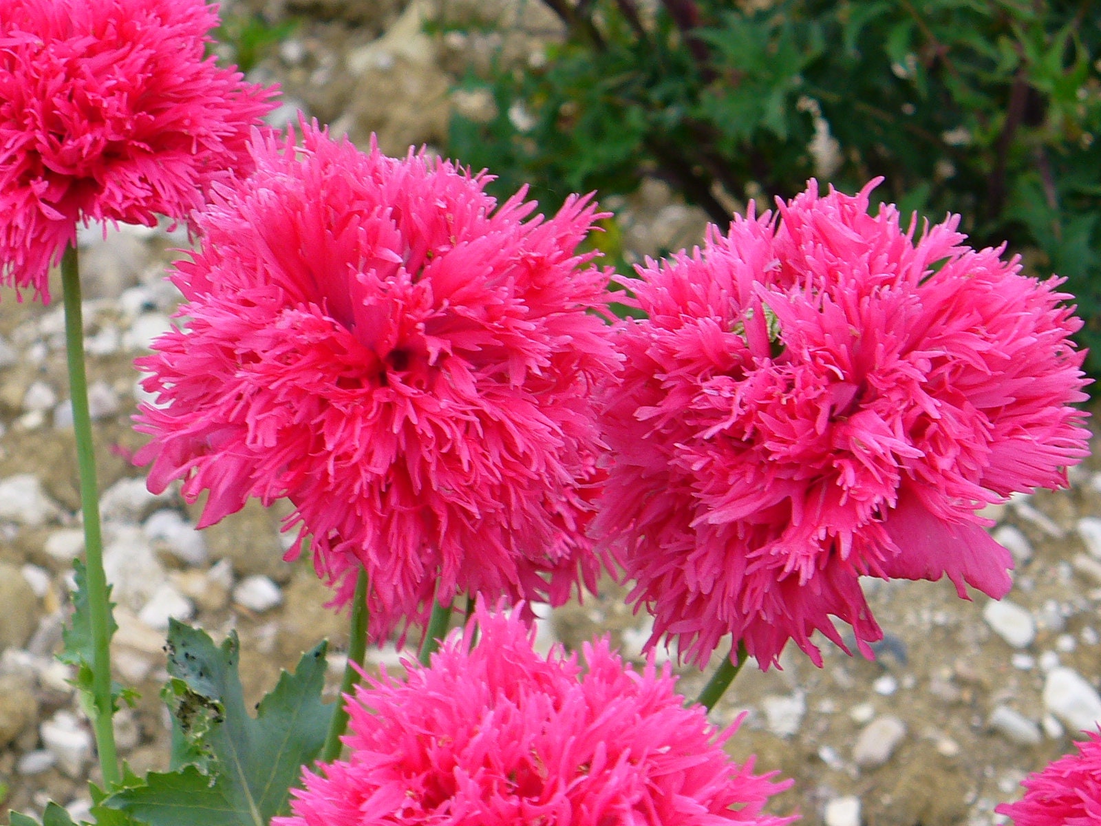 250 Organic PEONY POPPY MIX Papaver Paeoniflorum Mixed Colors Red, White, Pink, Black, Purple, Salmon, Bronze, Lilac, & Bicolor Flower Seeds