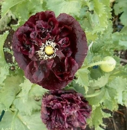 250 Organic PEONY POPPY MIX Papaver Paeoniflorum Mixed Colors Red, White, Pink, Black, Purple, Salmon, Bronze, Lilac, & Bicolor Flower Seeds