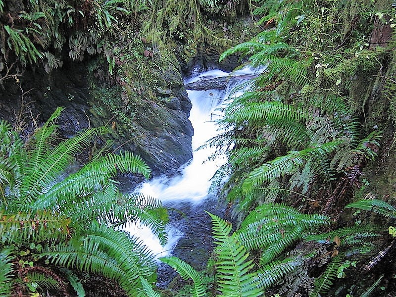 1500 Western SWORD FERN Giant Holly Swordfern Polystichum Munitum Aspidium Solitarium Spores Seeds