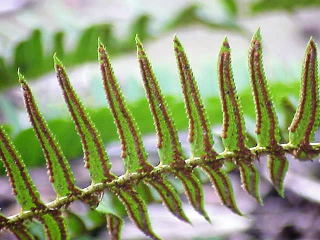 1500 Western SWORD FERN Giant Holly Swordfern Polystichum Munitum Aspidium Solitarium Spores Seeds