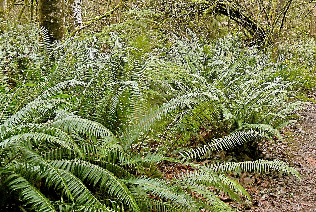 1500 Western SWORD FERN Giant Holly Swordfern Polystichum Munitum Aspidium Solitarium Spores Seeds