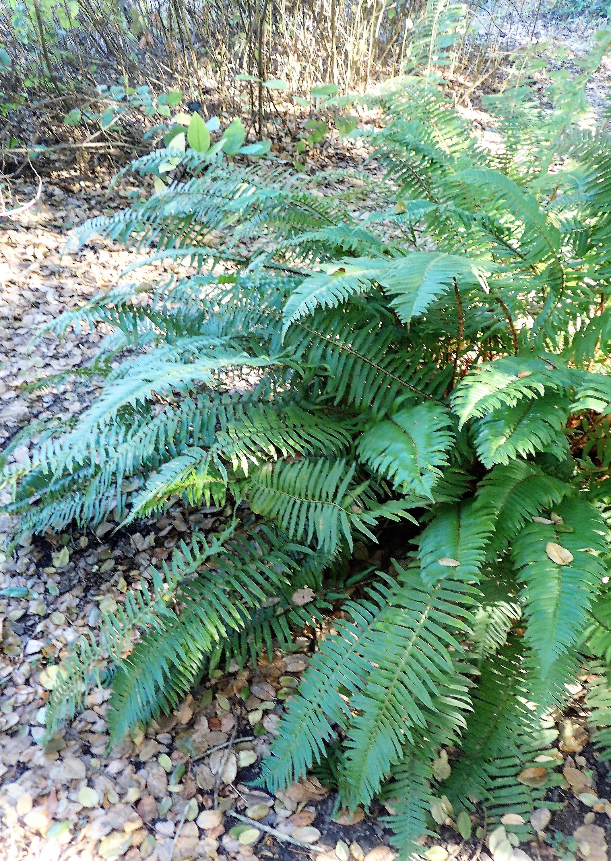 1500 Western SWORD FERN Giant Holly Swordfern Polystichum Munitum Aspidium Solitarium Spores Seeds