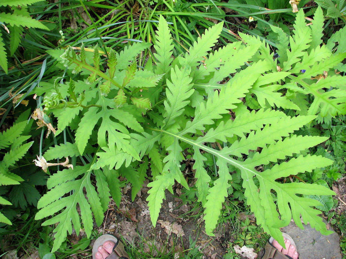 1000 + SENSITIVE FERN Onoclea Sensibilis aka Bead or Sympathy Fern Spores Seeds