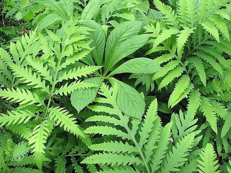 1000 + SENSITIVE FERN Onoclea Sensibilis aka Bead or Sympathy Fern Spores Seeds
